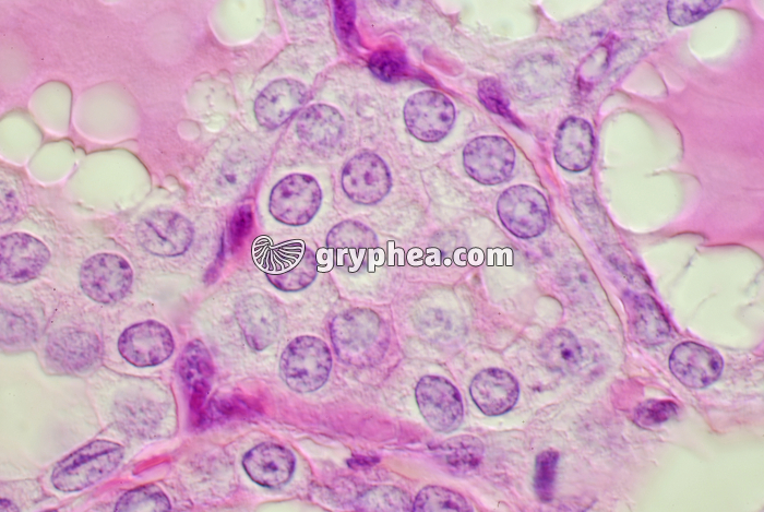 Thyroïde x400 - gryphea.com